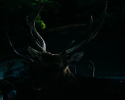 Deer of Mt. Inasa 稲佐山の鹿