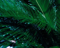 Meganebashi Bridge 眼鏡橋